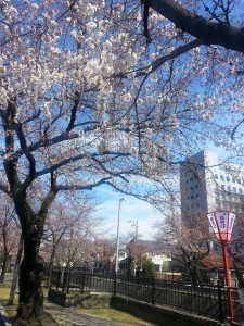 桜大雄会