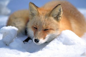 vulpes_vulpes_laying_in_snow